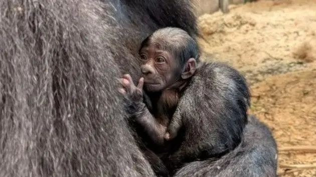 babygorilla_1720082134550_hpmain439858