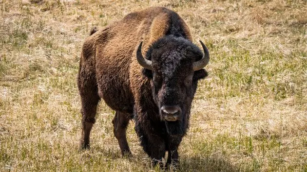 gettyrf_6122_bisonys2028129407741