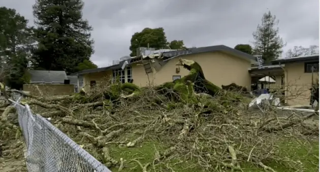 steele-lane-elementary-tree-kron4-e1738689458748