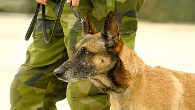 military-dog