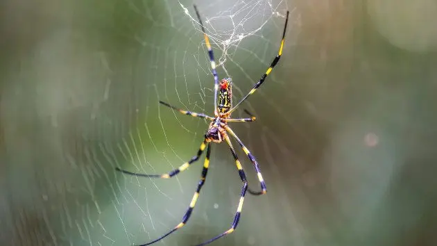 gettyrf_6624_jorospider326267