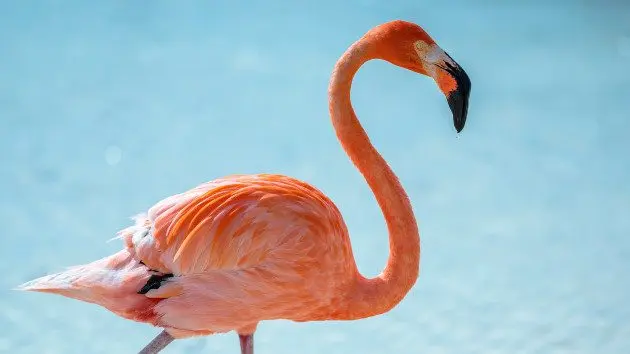gettyrf_6624_flamingo65134