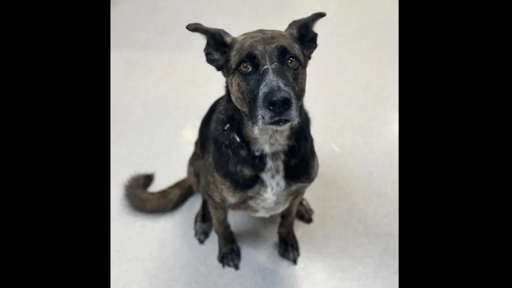 valencia-rohnert-park-animal-shelter