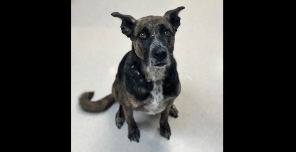 valencia-rohnert-park-animal-shelter