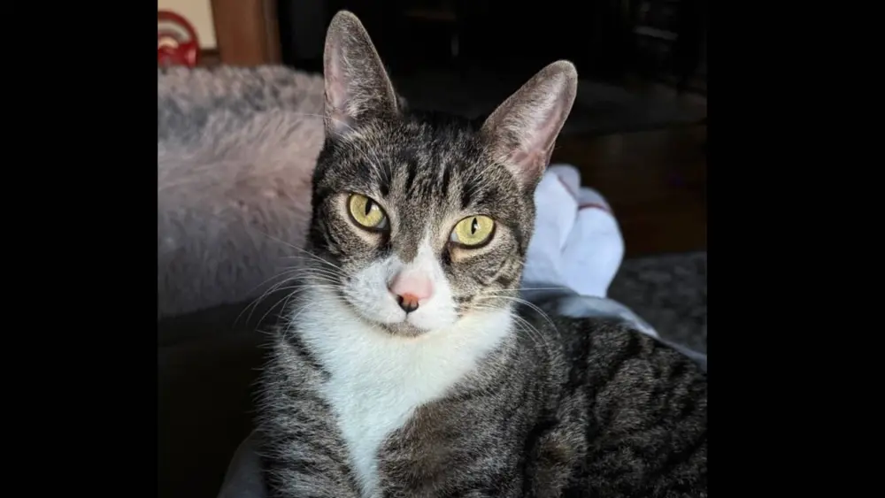 atticus
