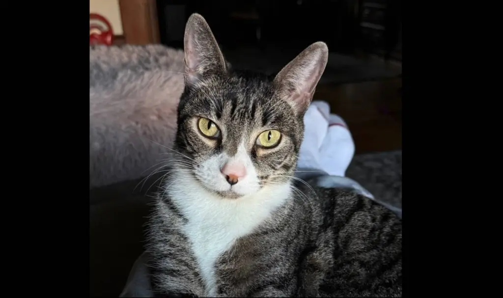 atticus