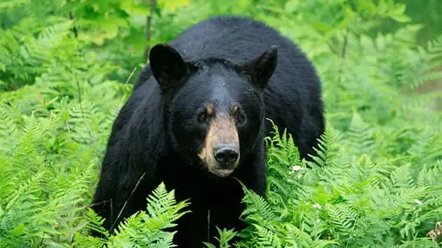 getty_051318_black_bear