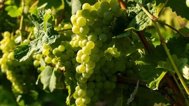 vineyard-with-growing-white-wine-grapes-riesling-or-chardonnay-grapevines-in-summertime