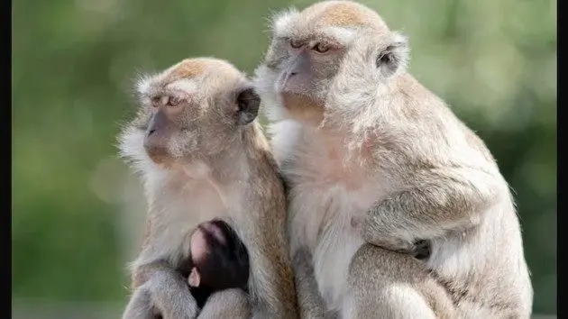 news_primates_110724935244