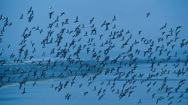 042518_thinkstock_birds