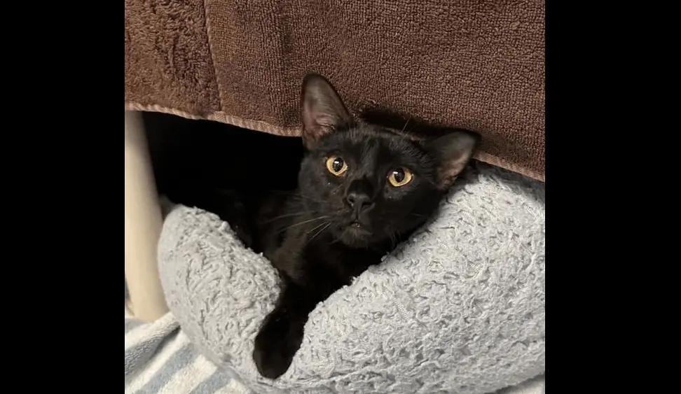 pixy-stix-rohnert-park-animal-shelter