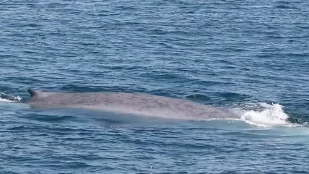 whale-1-ht-er-240709_1720558862725_hpmain_16x9857161