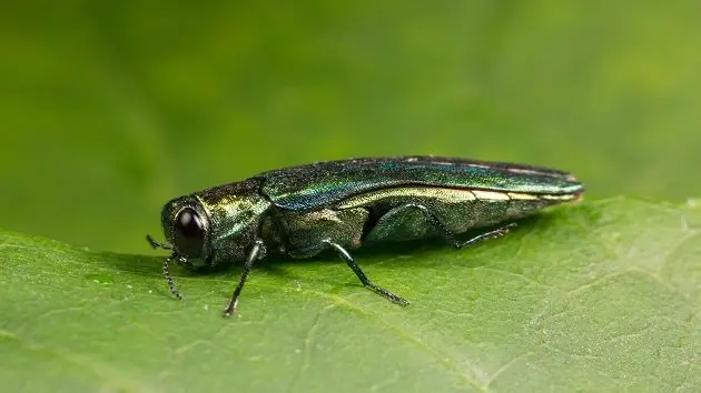 detailed-view-of-an-emerald-ash-borer