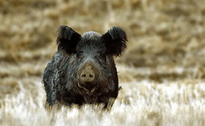 wild-boar-california-department-of-fish-and-wildlife