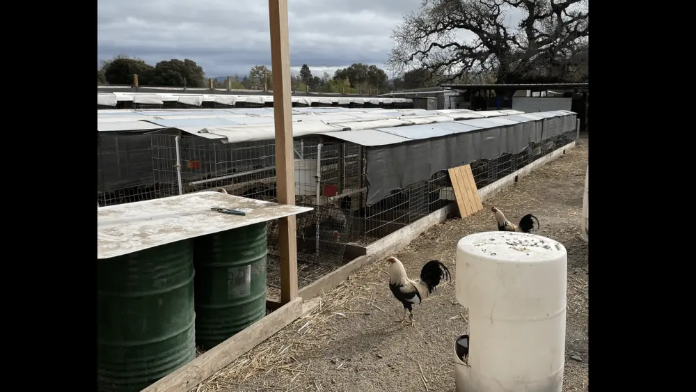 bird-fighting-operation-discovered-on-stony-point-road-in-santa-rosa-rohnert-park-department-of-public-safety