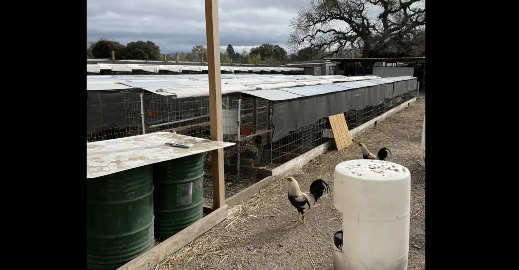 bird-fighting-operation-discovered-on-stony-point-road-in-santa-rosa-rohnert-park-department-of-public-safety