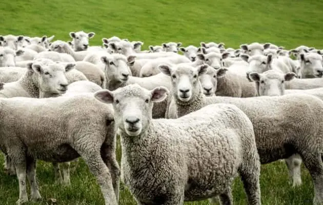 sheep-e1556286274217