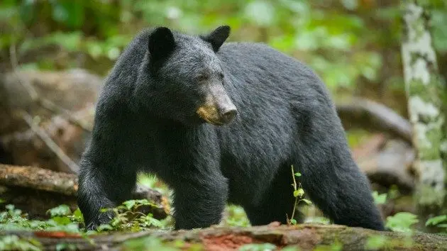gettyrf_81424_blackbear36501