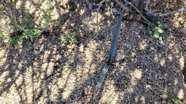 seedling-2-ht-er-240613_1718311424688_hpembed_4x3842238