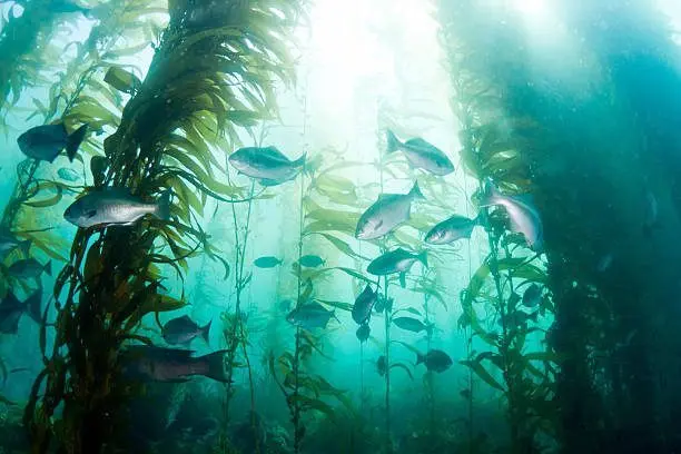 kelp-istock