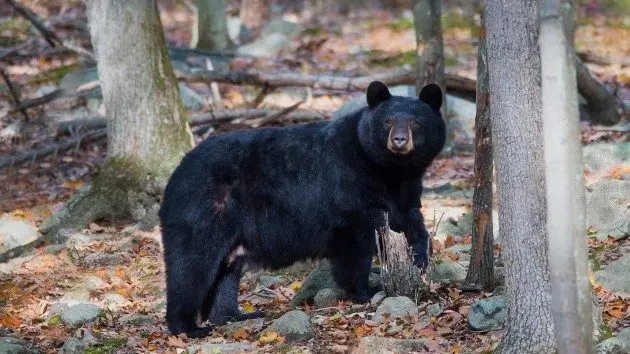 getty_bear_101424795775