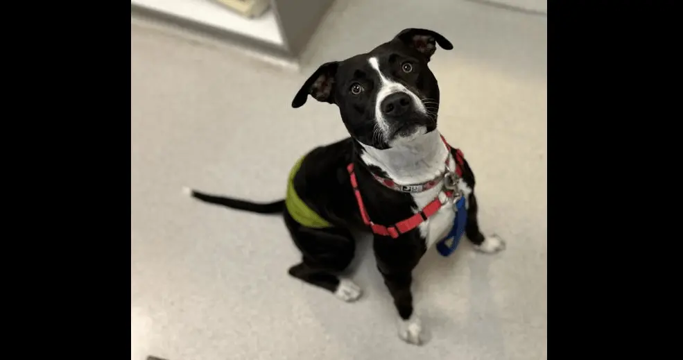 ace-rohnert-park-animal-shelter