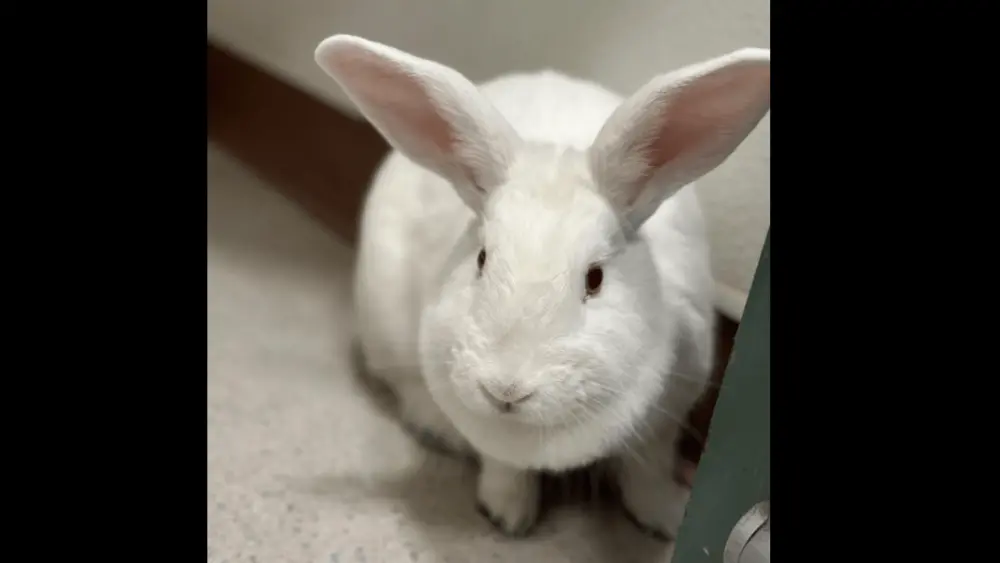 chloe-the-rabbit-rohnert-park-animal-shelter