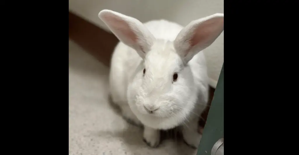 chloe-the-rabbit-rohnert-park-animal-shelter