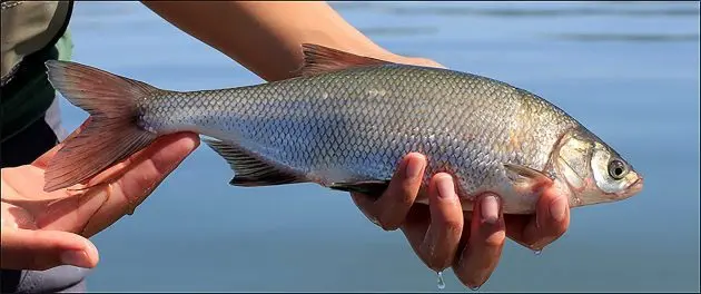 clear-lake-hitch-wikipedia-e1737046772565
