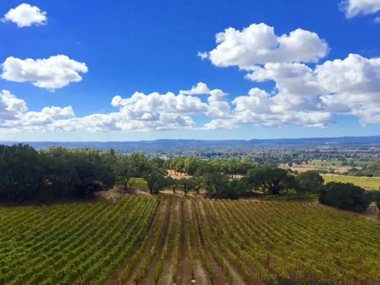 fall-views-vineyard-e1656014293228114717