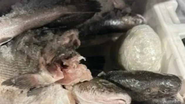 fishmeth_1713434530770_hpmain3143