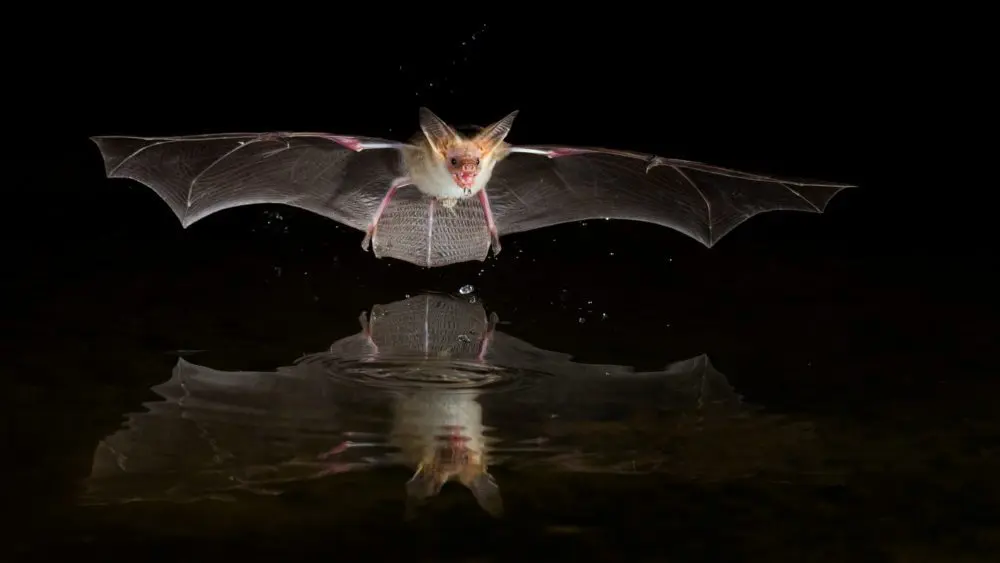 usaarizonapallidbatantrozouspallidusbatdrinking