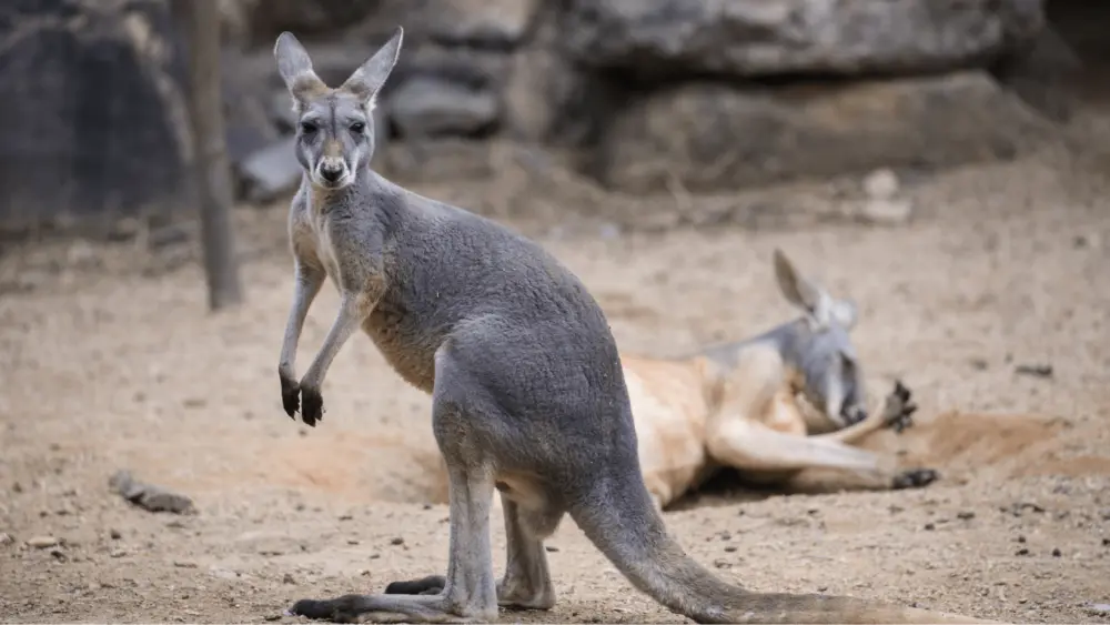 getty_kangaroo_122024754826