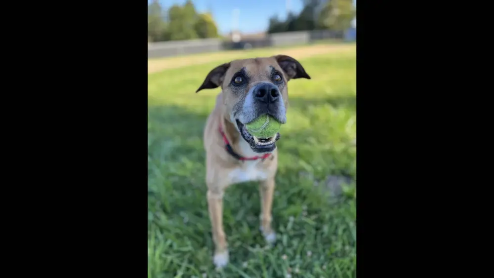 murphy