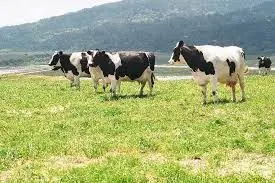 marincows376109