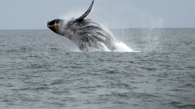 getty_whale_72125186663