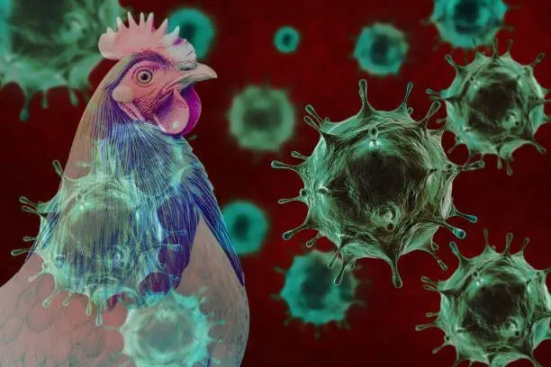 bird-flu-1-ap-news