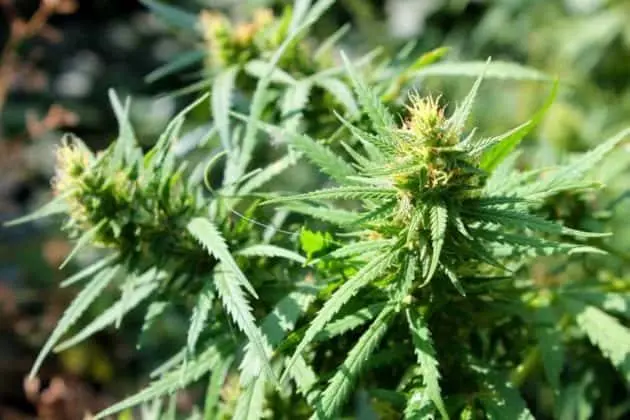cannabis