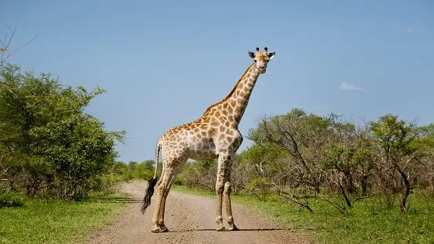 giraffe-blocking-way