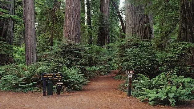 trailhead-into-redwood-forest