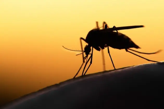mosquito-e1531751792312