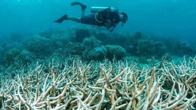 getty_42425_reefs584241
