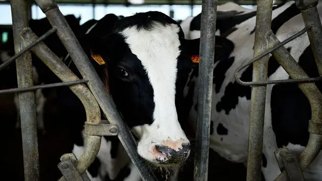 piedmontese-cattle-breeders-meet-in-candiolo