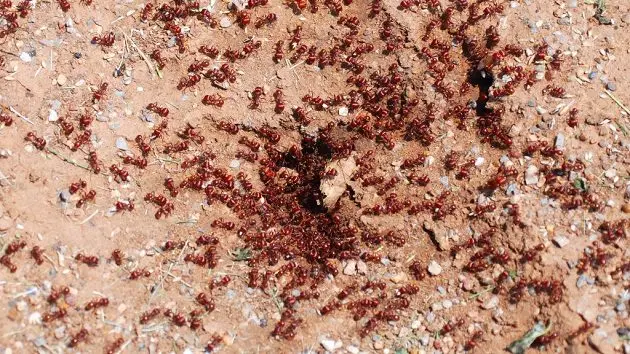 close-up-of-a-pile-of-red-ants