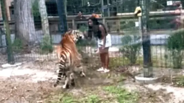 bridgetonpd_tiger_082624382173