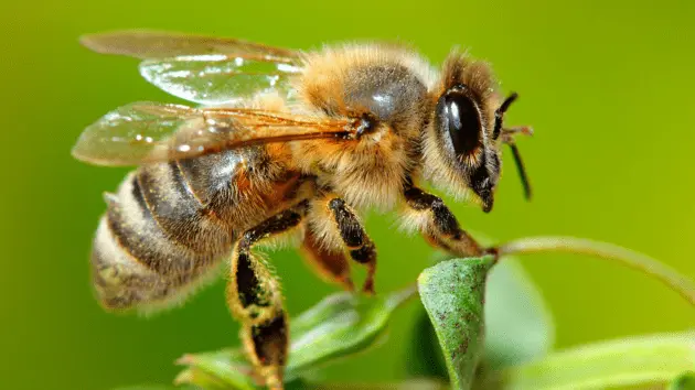 news_bee_32625291885