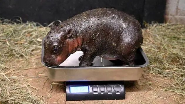news_hippo_122724576371