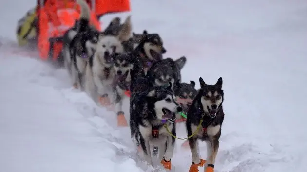 getty_iditarod_022825170794