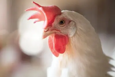 victorygarden_chicken