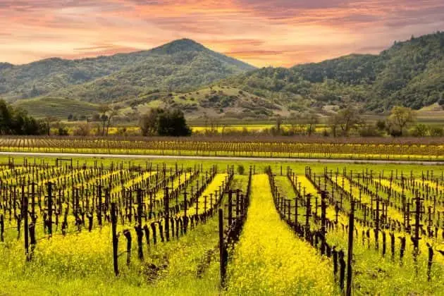 napa-valley-vineyard-e1558453512893